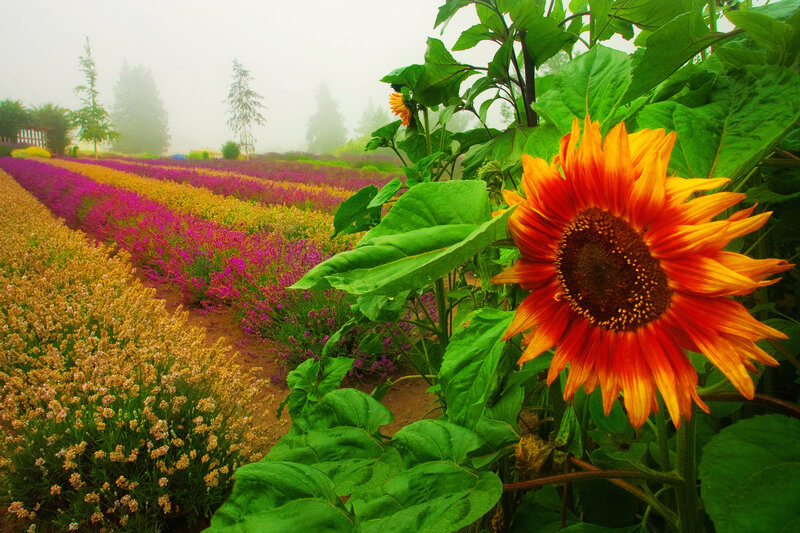 Sunflower in Flower Field