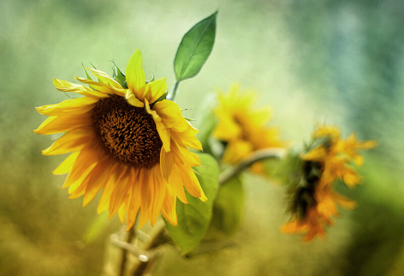 Sunflower in Focus