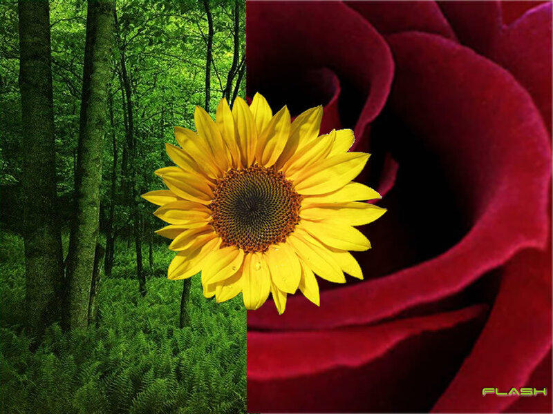 Sunflower in forest and rose