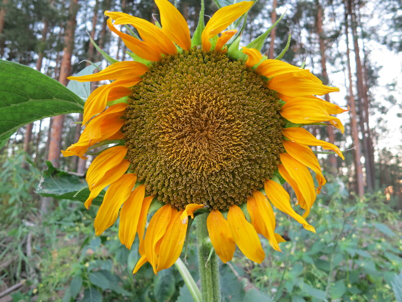 Sunflower in Forest