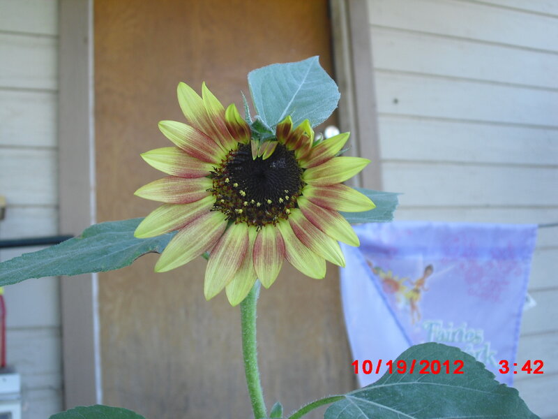 Sunflower in Front of Door