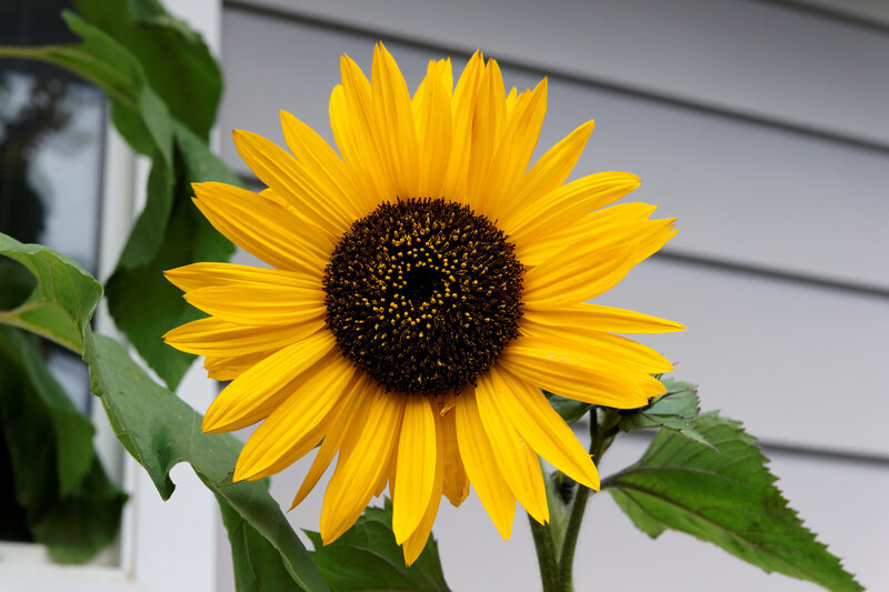 Sunflower in front of house