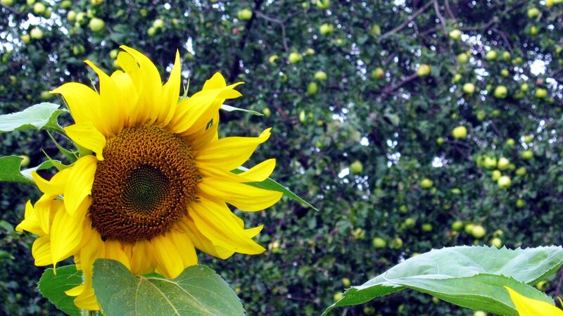 Sunflower in Front of Tree