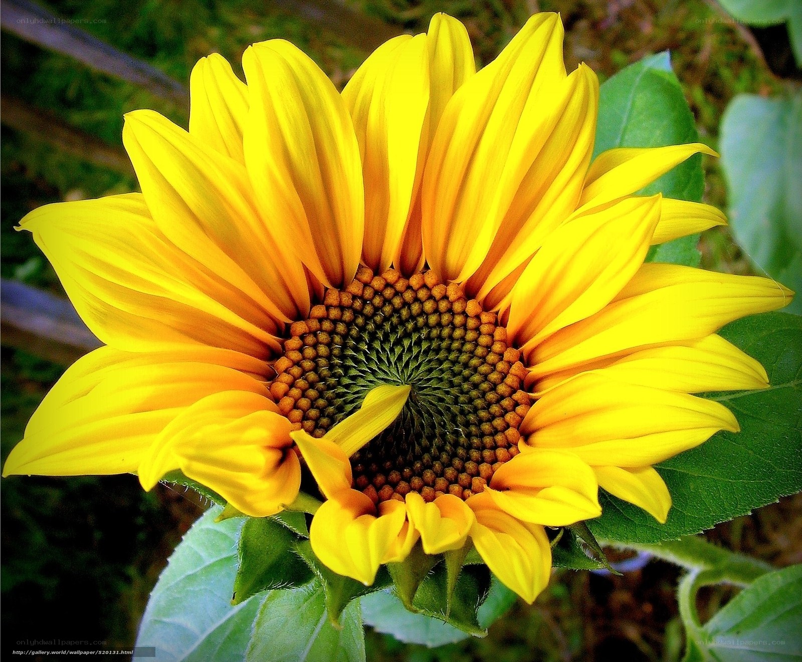 Sunflower in full bloom