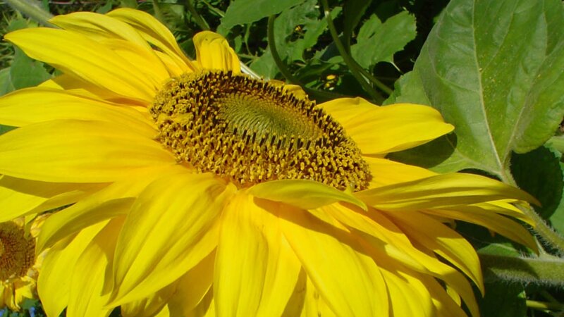 Sunflower in full bloom