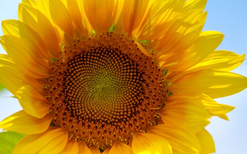 Sunflower in full bloom