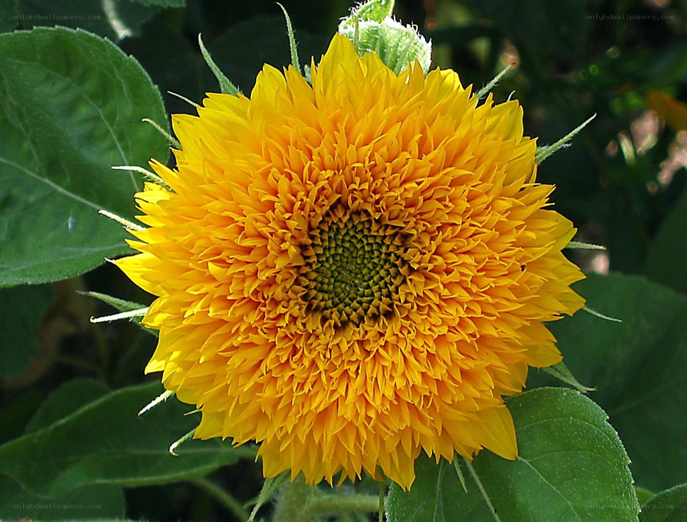 Sunflower in full bloom