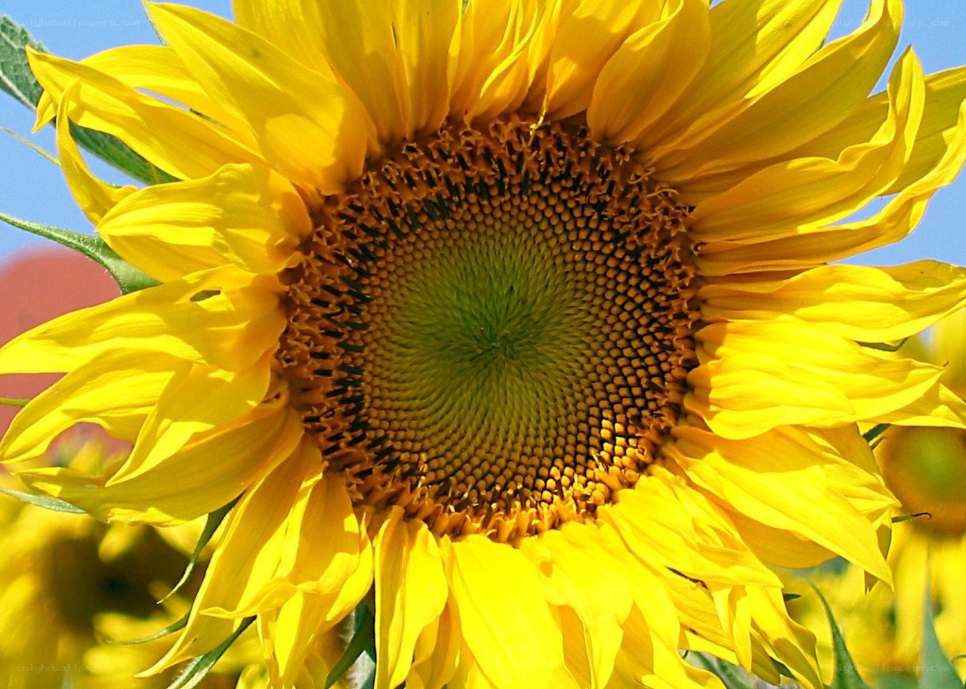 Sunflower in full bloom
