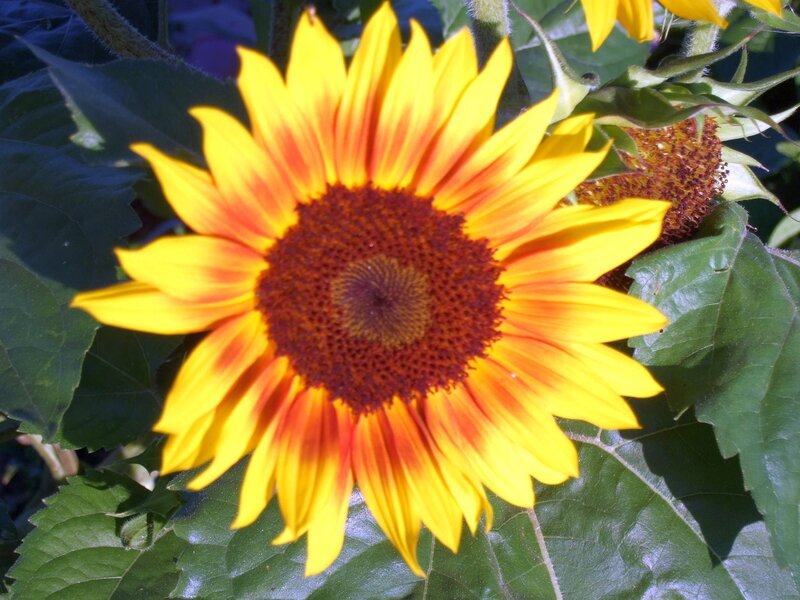 Sunflower in full bloom