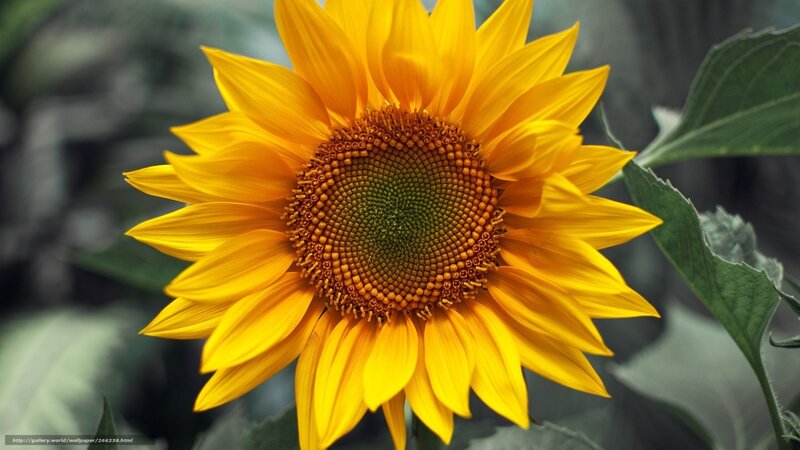 Sunflower in full bloom