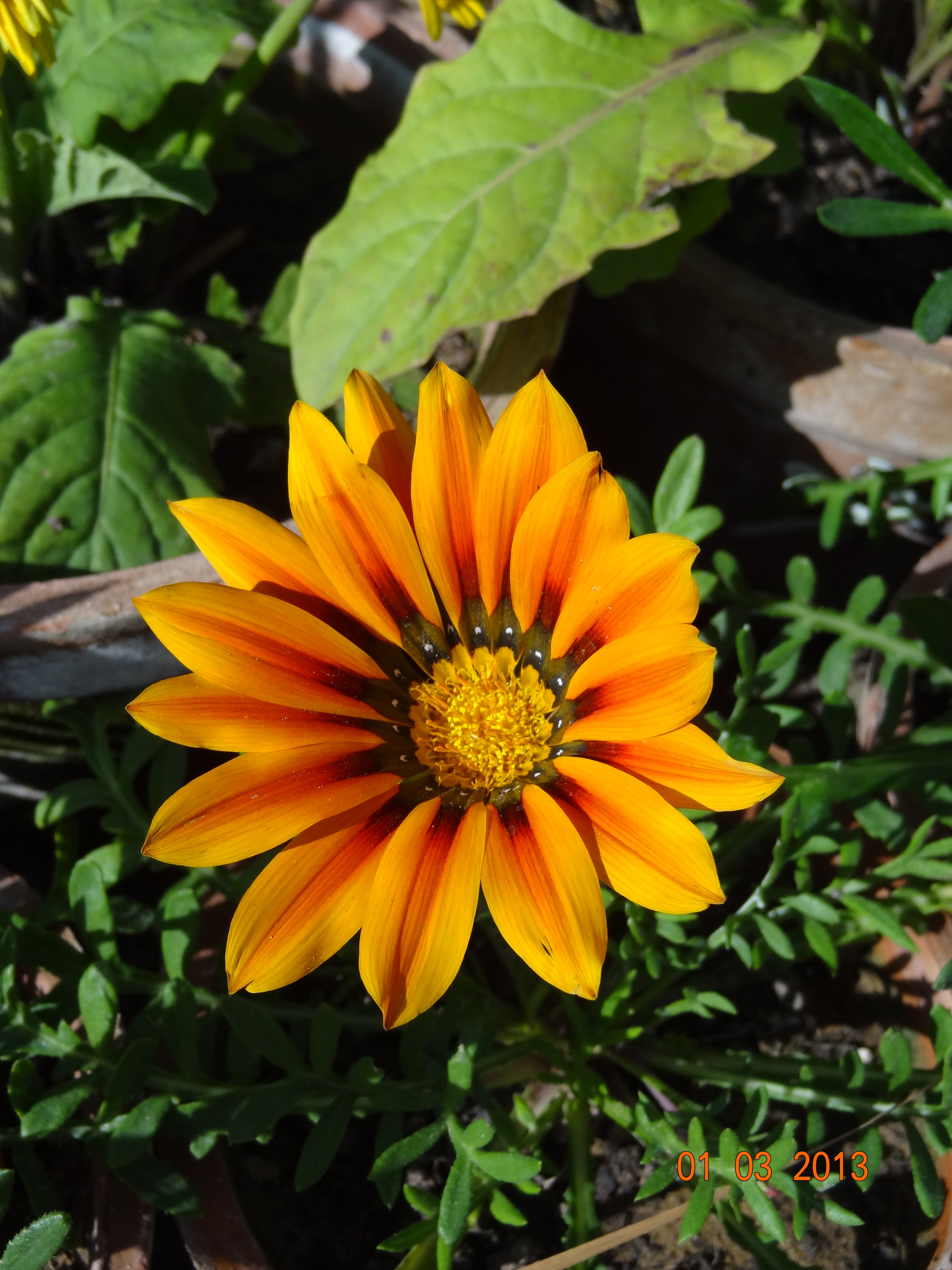 Sunflower in garden