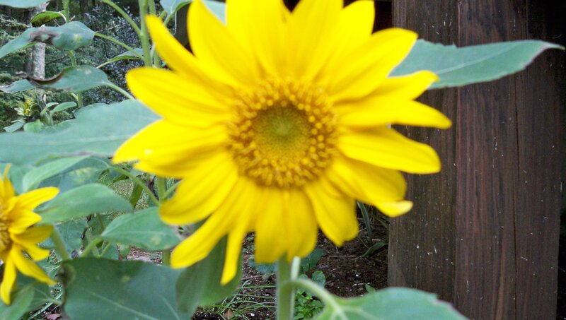 Sunflower in garden