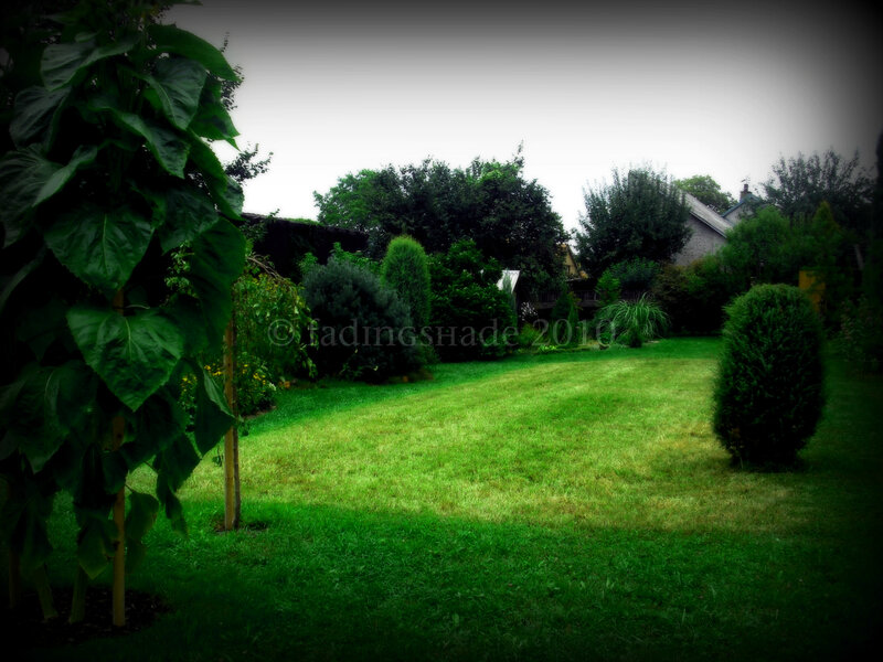 Sunflower in Garden — Green