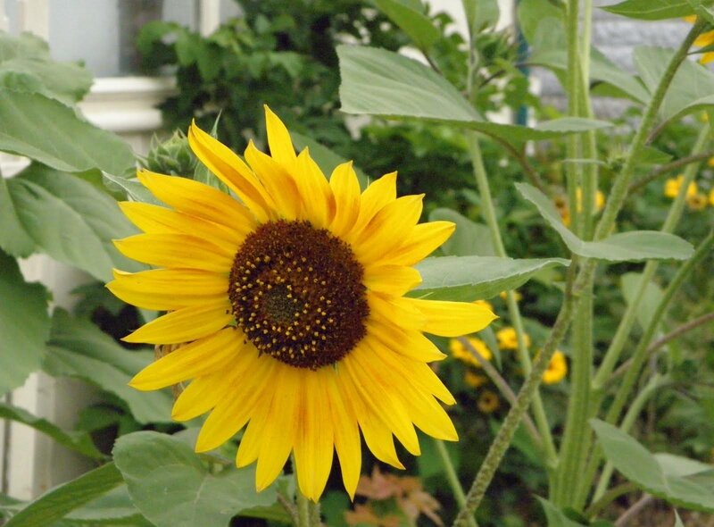Sunflower in garden