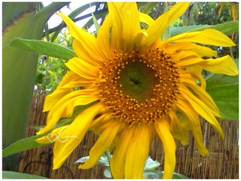 Sunflower in Garden — Yellow, Calm, Afternoon