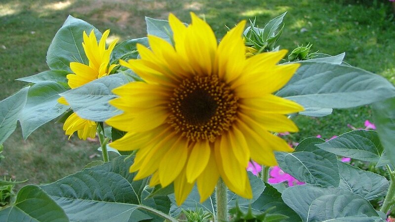 Sunflower in Garden — Yellow, Calm
