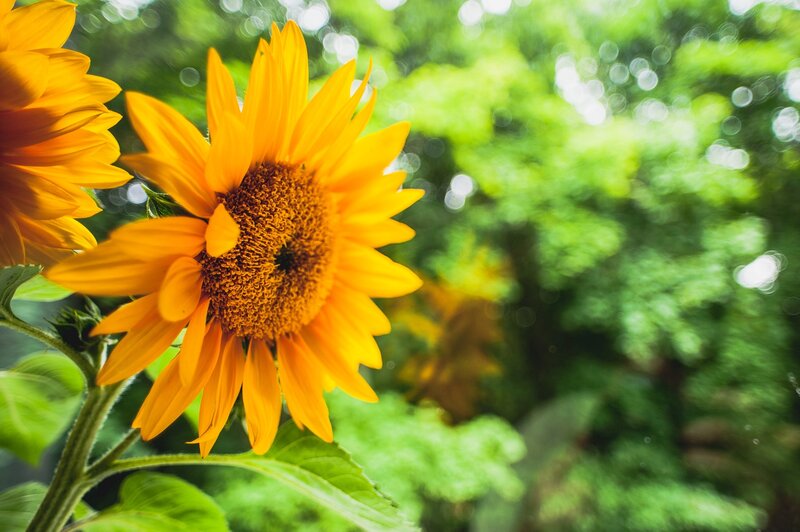 Sunflower in Garden — Yellow, Serene, Afternoon, Photograph, Green Leaves
