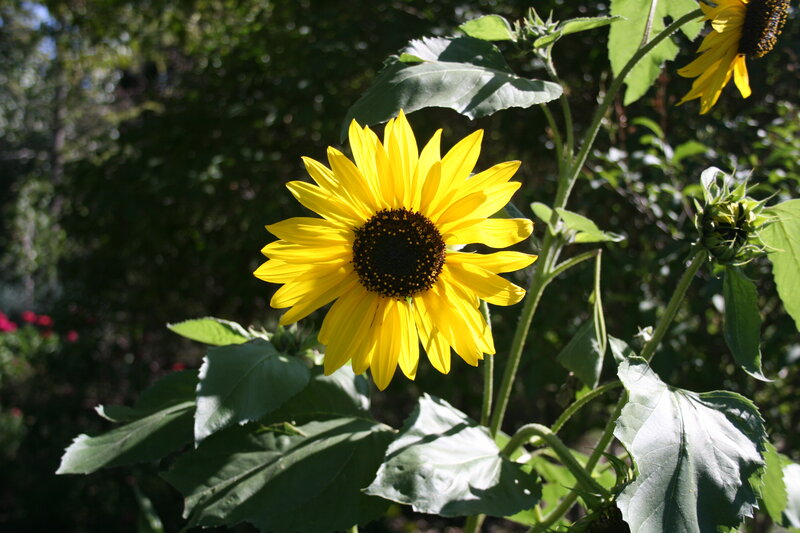 Sunflower in Garden — Yellow, Serene, Afternoon, Photograph