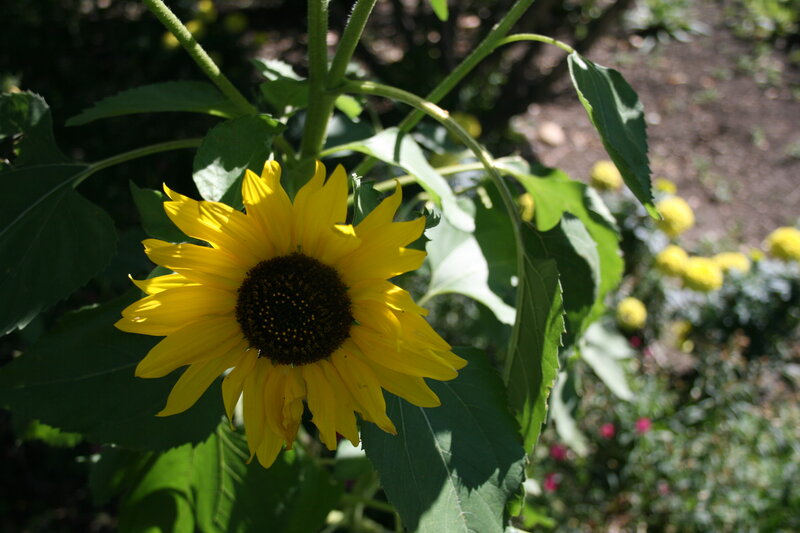 Sunflower in Garden — Yellow, Serene, Afternoon