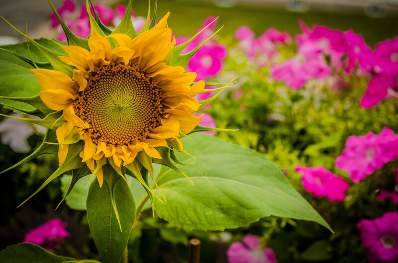 Sunflower in Garden — Yellow, Serene, Summer