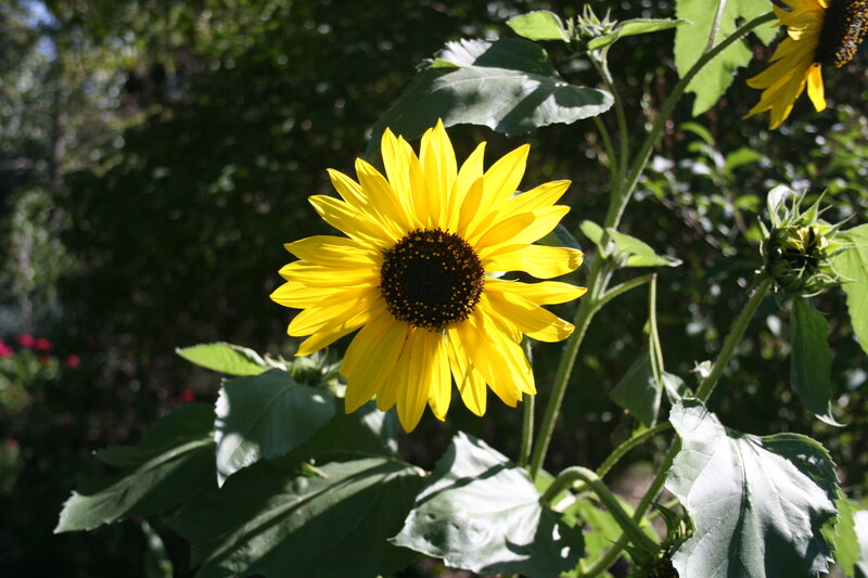 Sunflower in Garden — Yellow, Serene