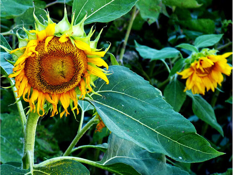 Sunflower in Garden — Yellow