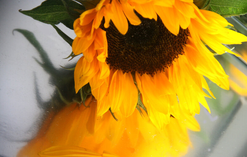 Sunflower in Glass Vase