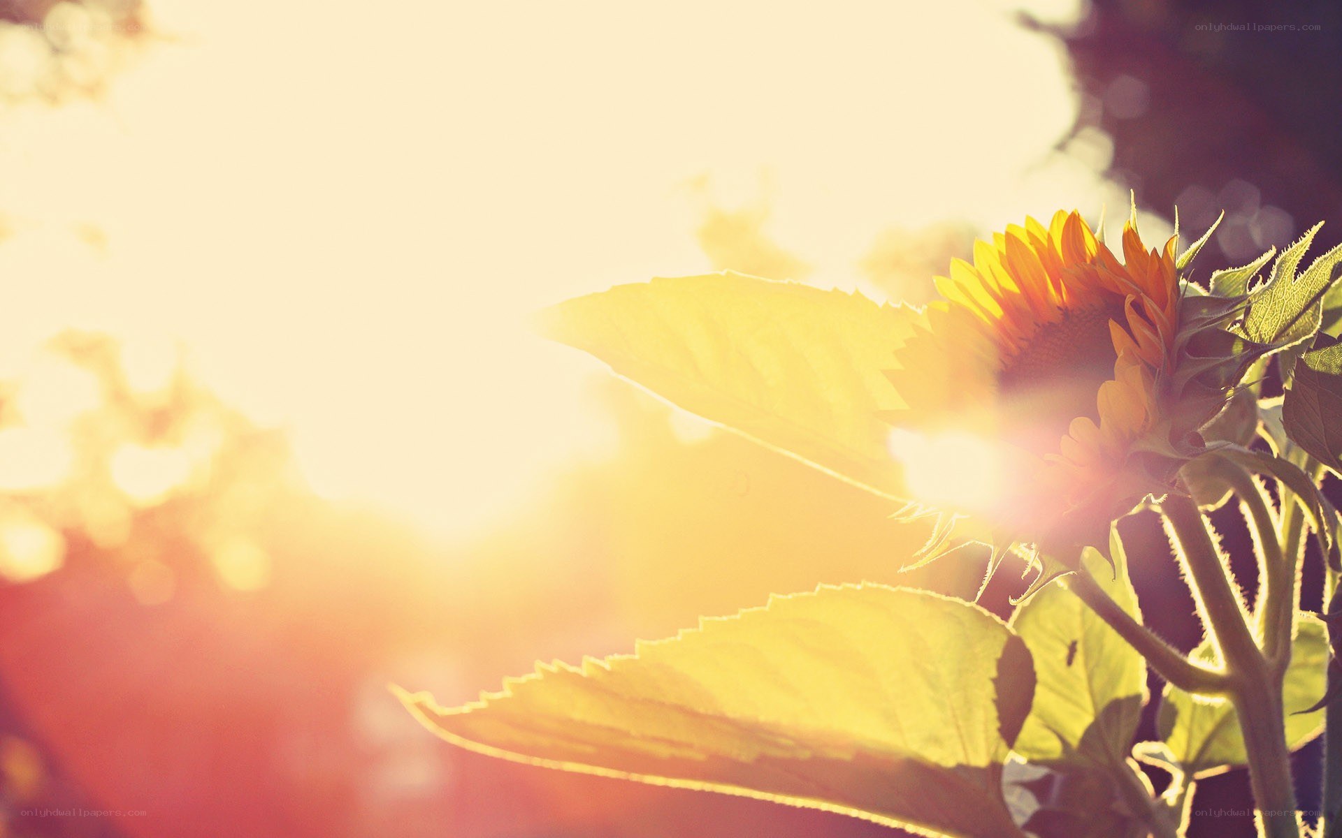 Sunflower in golden light