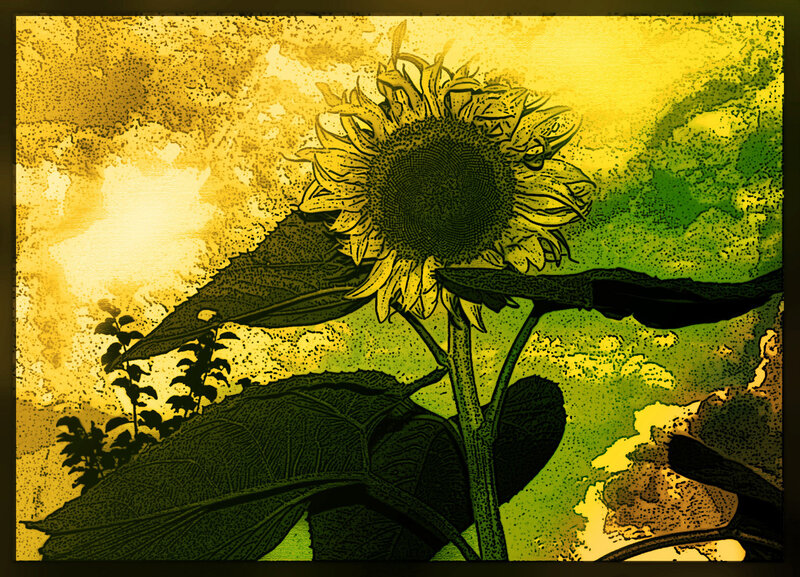 Sunflower in golden light