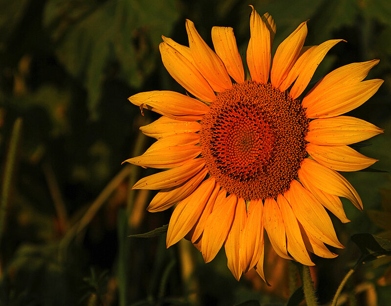 Sunflower in golden light