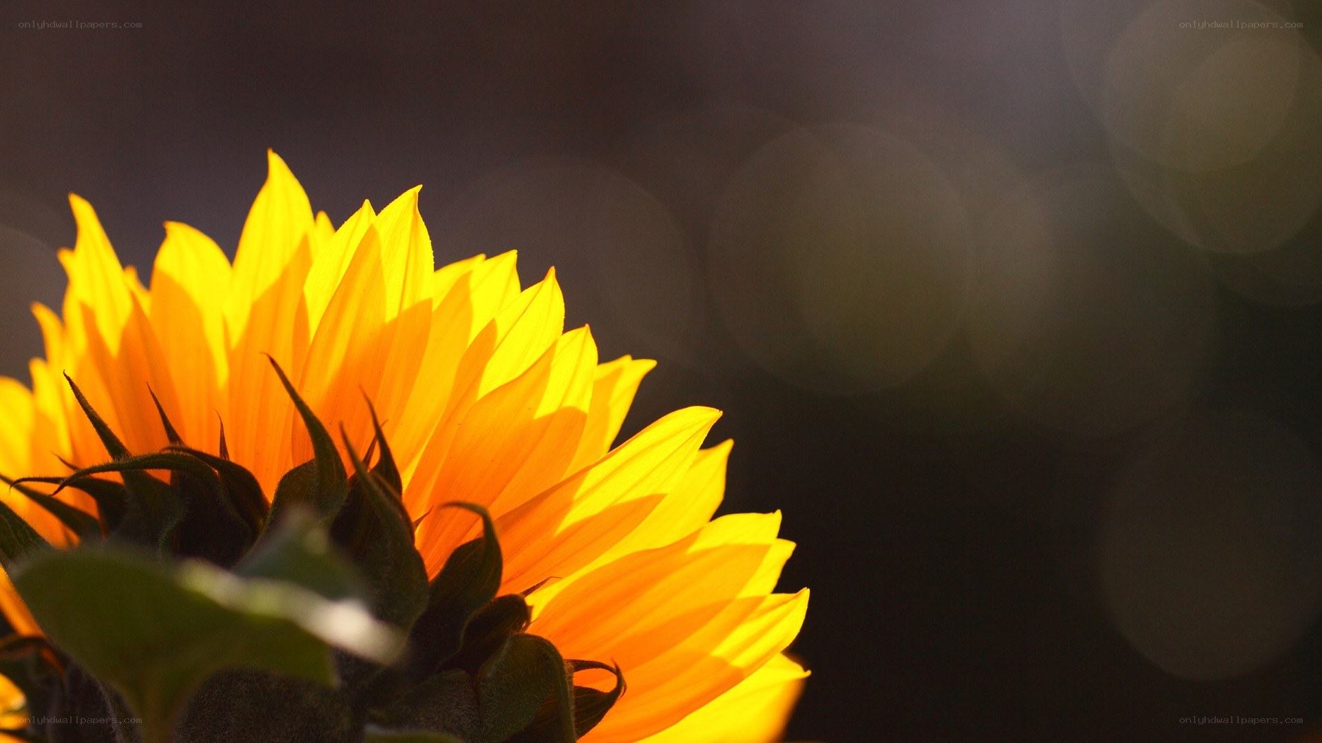 Sunflower in golden light