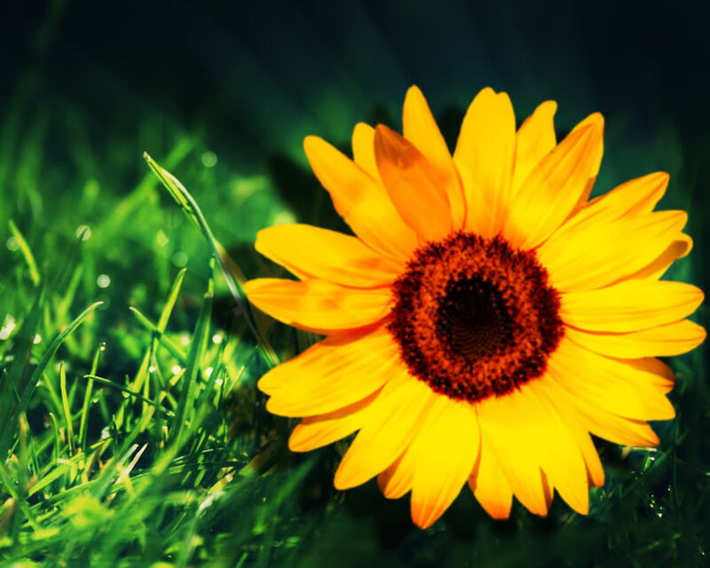 Sunflower in Grass