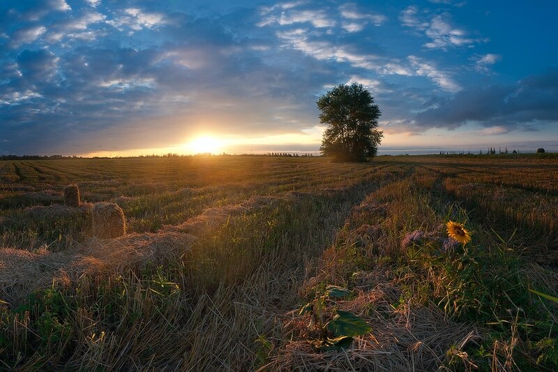 Sunflower in Harvested Field