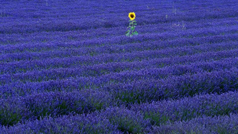 Sunflower in lavender field