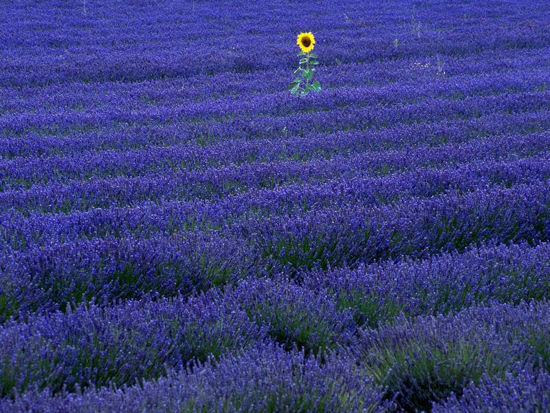 Sunflower in lavender field