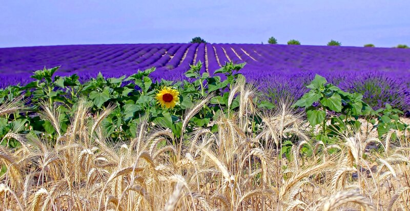 Sunflower in Lavender Field — Purple, Serene