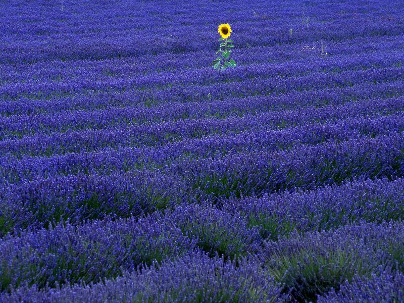 Sunflower in Lavender Field — Purple