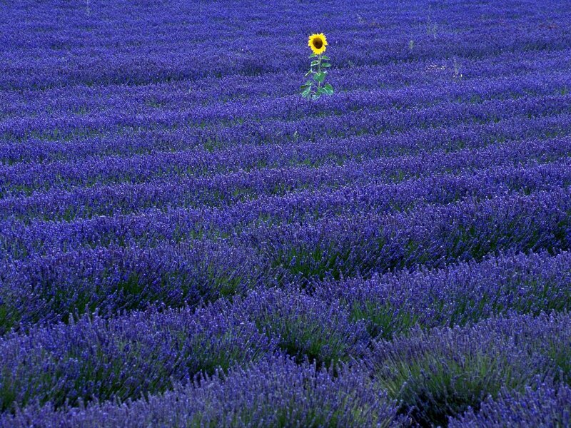 Sunflower in lavender field