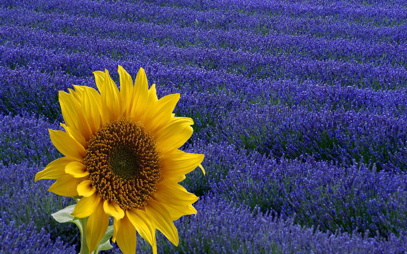 Sunflower in Lavender Field — Yellow