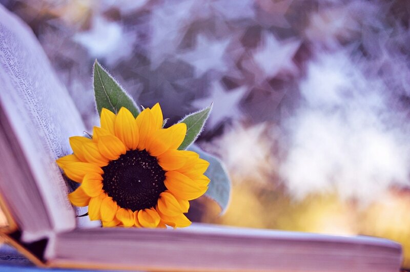 Sunflower in Open Book