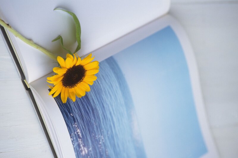Sunflower in Open Book — Yellow