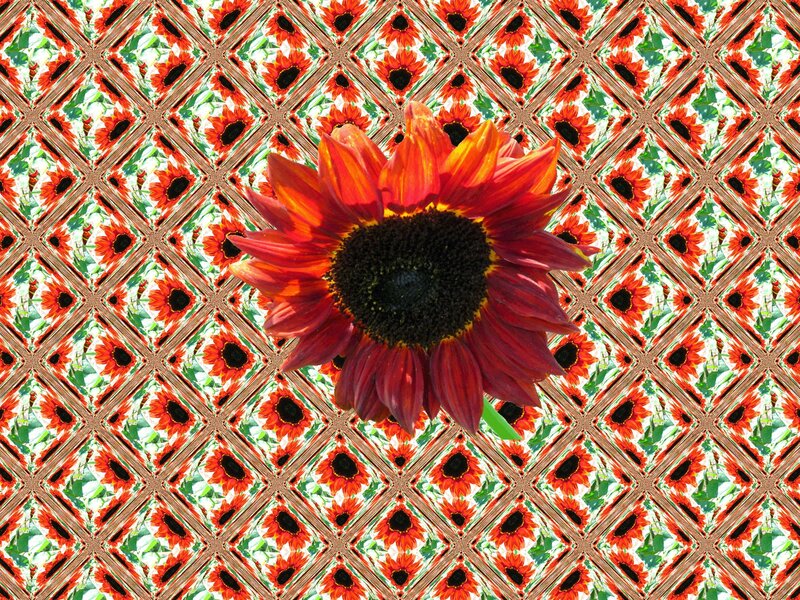 Sunflower in Patterned Background