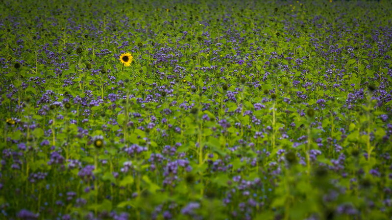 Sunflower in Purple Field