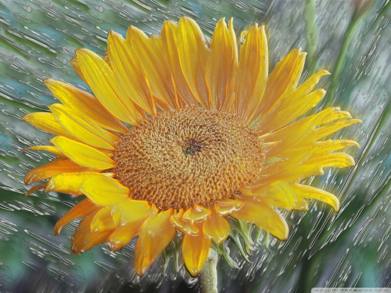 Sunflower in Rain