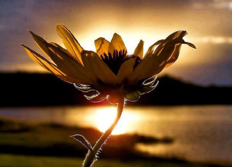 Sunflower in Silhouette