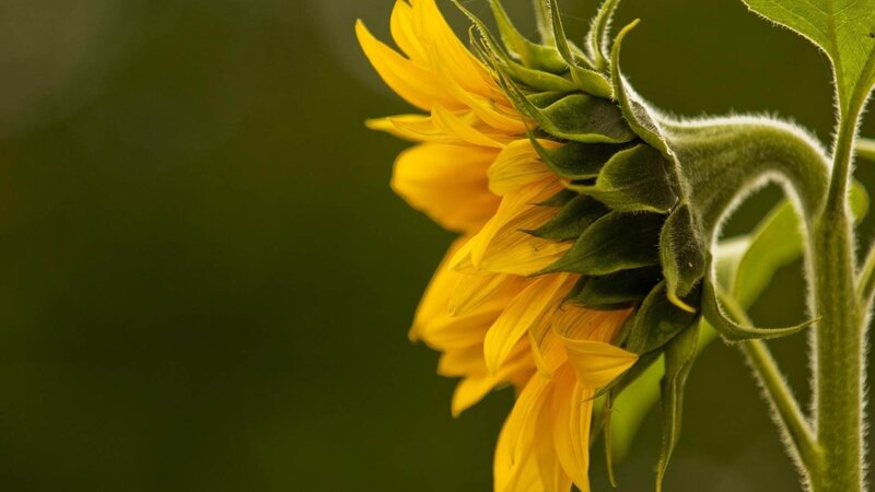 Sunflower in soft light