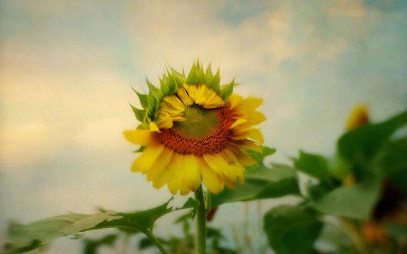Sunflower in soft light