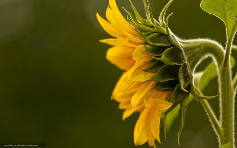 Sunflower in soft light