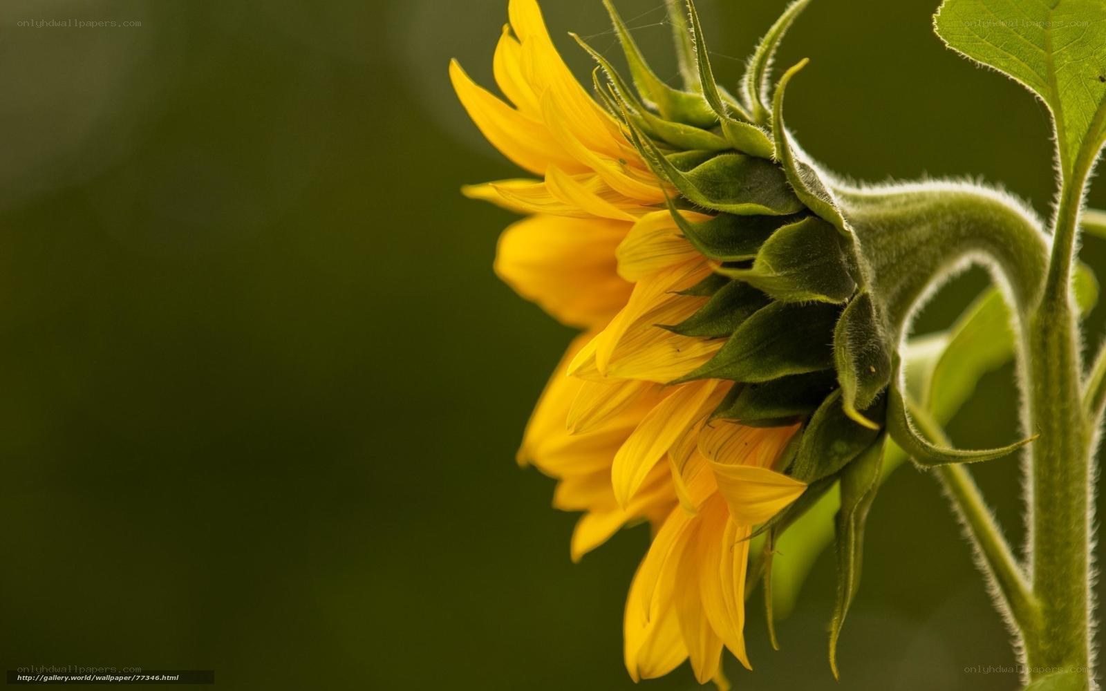 Sunflower in soft light