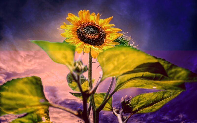 Sunflower in Stylized Landscape